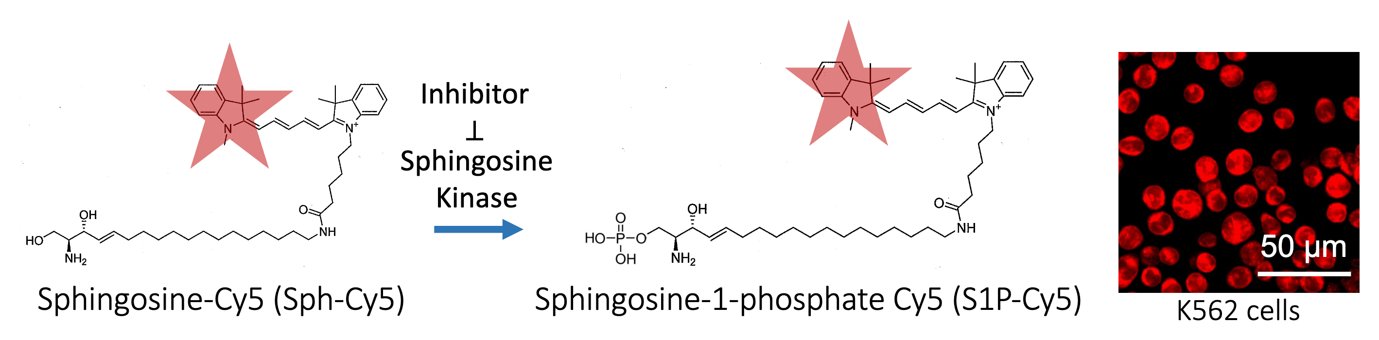 Sphingosine kinase converts the fluorescent substrate Sph-Cy5 into S1P-Cy5; an inhibitor blocks the reaction. Confocal image of fluorescently labeled K562 cells.